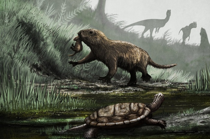 Млекопитающие появились ещё до динозавров. /Фото: nytimes.com