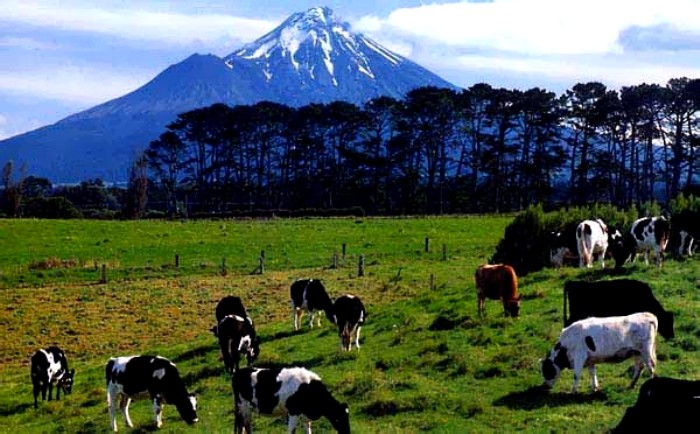 В Новой Зеландии 1930-х росло производство молока. /Фото: travel.profit.by