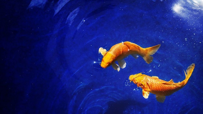 Рыбки умеют разговаривать по-своему. /Фото: tsn.ua
