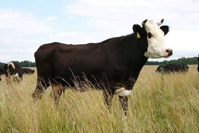 Популярную породу коров вывели в Ярославле. /Фото: damilk.ua
