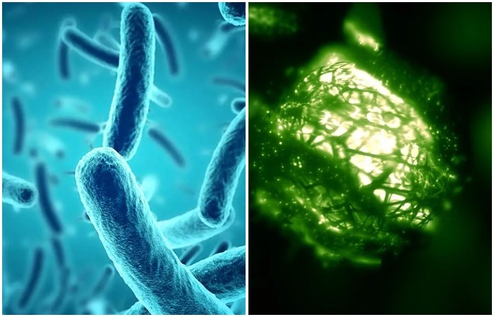 У микроорганизмов оказался большой потенциал в переработке отходов и возобновляемой энергии.