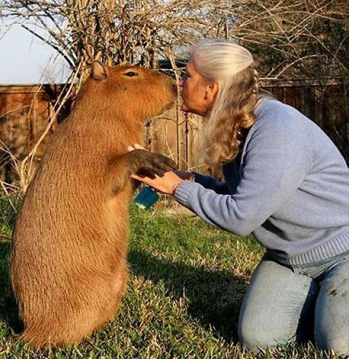 Капибара не просто так называется самым большим грызуном. /Фото: curious-world.ru