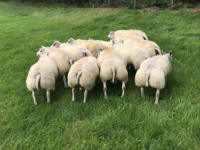 Откровенно говоря, сзади эти овцы больше похожи на мохнатых свинок. /Фото: thefarmingforum.co.uk