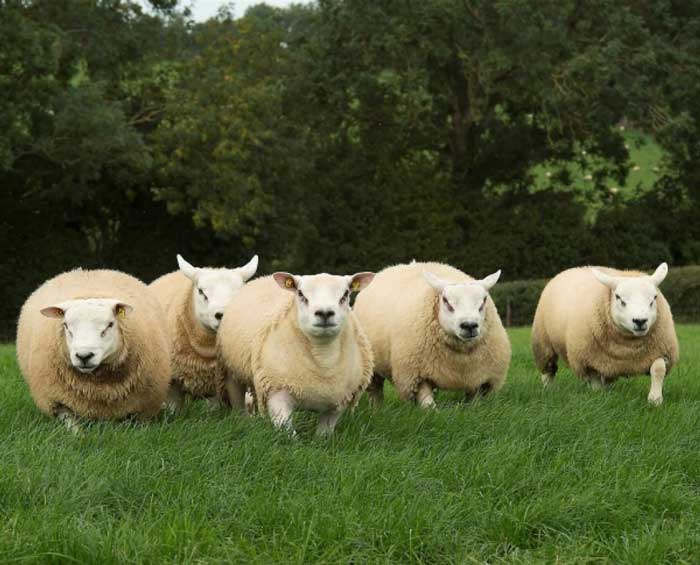 Удивительная овца, которую частенько называют не то гибридом, не то мутантом. /Фото: facts-worldwide.info
