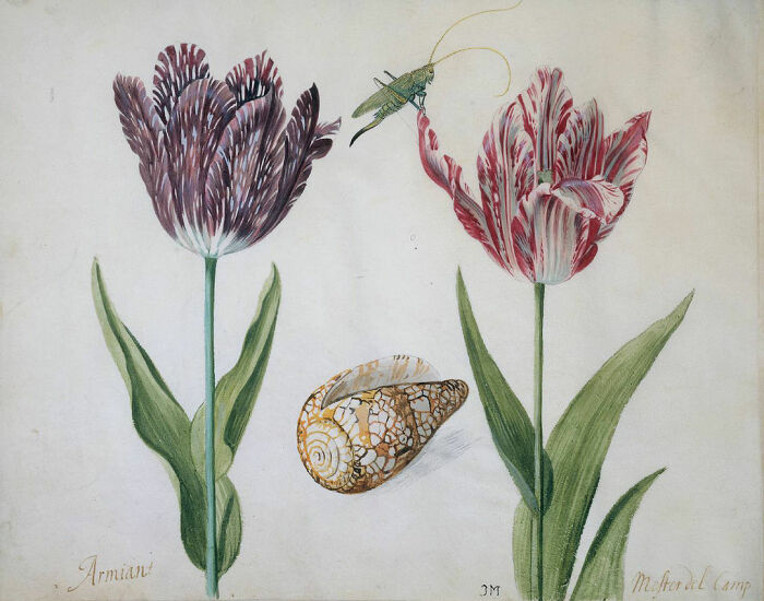 Оригинальные пестролестные тюльпаны вскоре вымерли. /Фото: wikipedia.org