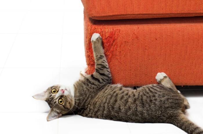 Если котик пакостит и дерёт мебель - ему может не хватать внимания. /Фото: smartik.ru.