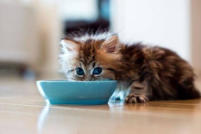Если и давать молоко, то только котятам. /Фото: zooqi.by