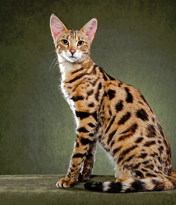 Популярная кошачья порода - на самом деле гибрид. /Фото: cattish.ru