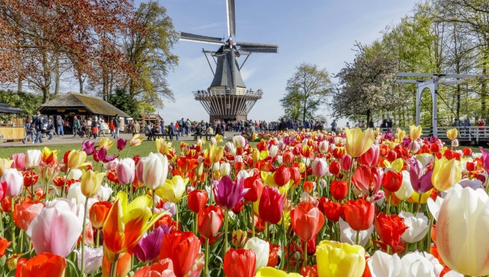 Кто бы мог подумать, что тюльпаны когда-то чуть не обрушили Голландскую экономику. /Фото: karpaty-ua.org.ua