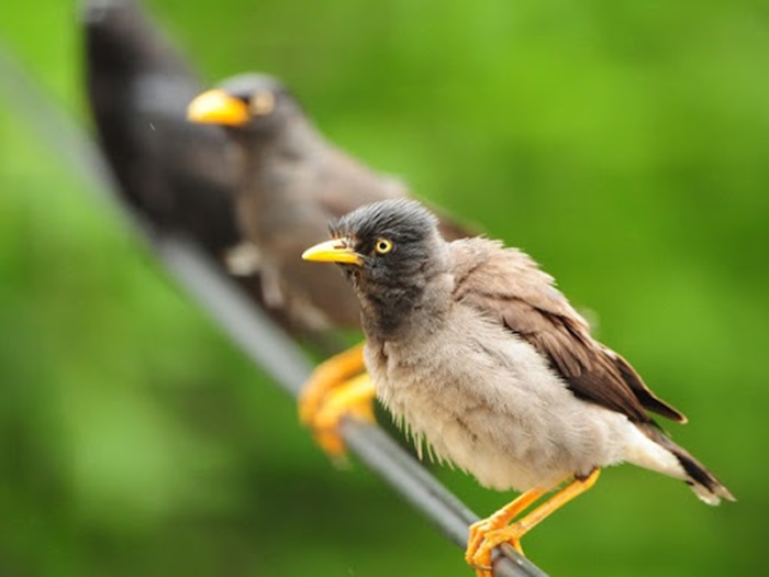 Птицы слишком близко ставят лапки на провода, чтобы их сильно било током. /Фото: idum.uz