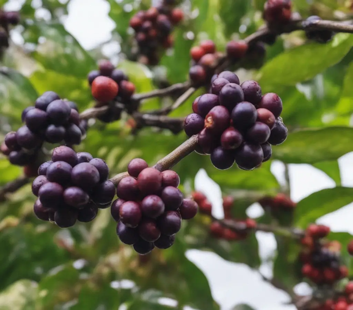 Возможный вид кофе будущего. /Фото: coffeestory.in.ua