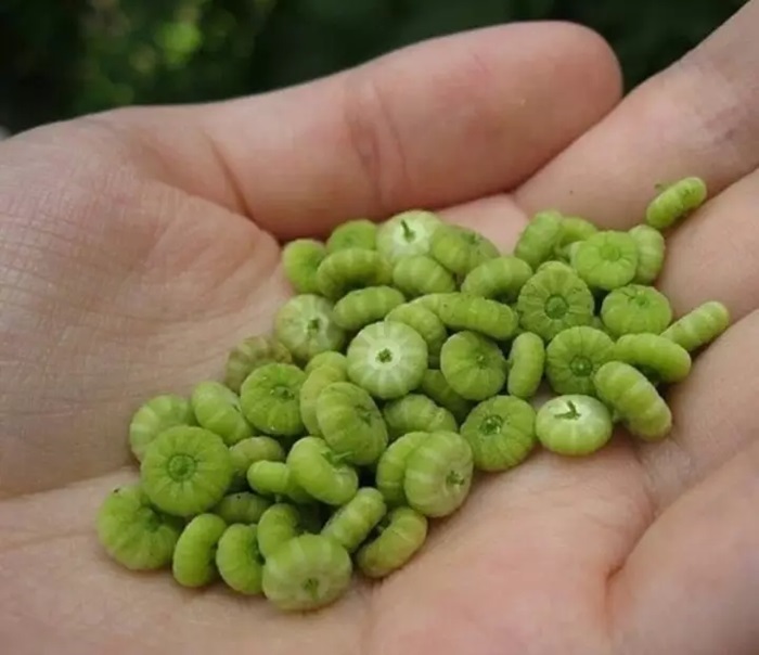 Семена мальвы и вправду чем-то на тыковки похожи, но сладкие. /Фото: agro-sales.ru