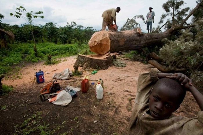 Вырубка леса - огромная проблема в Кении. /Фото: pikabu.ru