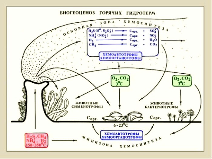 Там, где невозможен фотосинтез, происходит процесс, открытый российским ботаником. /Фото: winstein.org