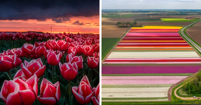 К счастью, истерия закончилась, а тюльпаны стали символом Нидерландов. /Фото: fishki.net
