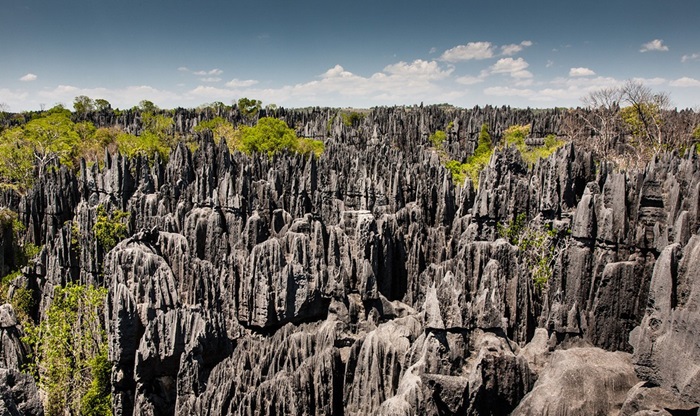 Мадагаскарский известняковый лес. /Фото: uatraveller.com