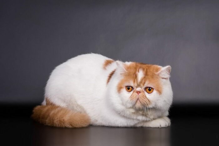 Вес котов не зависит от кастрации или стерилизации. /Фото: web-zoopark.ru