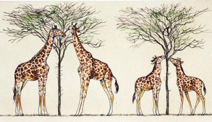 Ламарк объяснял тайну эволюции на... жирафах. /Фото: muzeipirat.ru