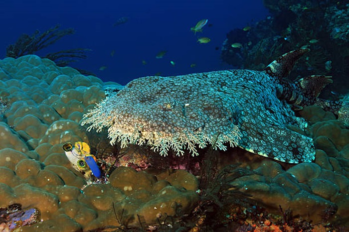 Редкого вида рыба с редким ареалом обитания. /Фото: media.istockphoto.com