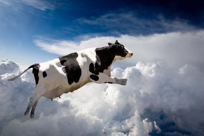 Летающая корова - это реальность. /Фото: chrontime.com