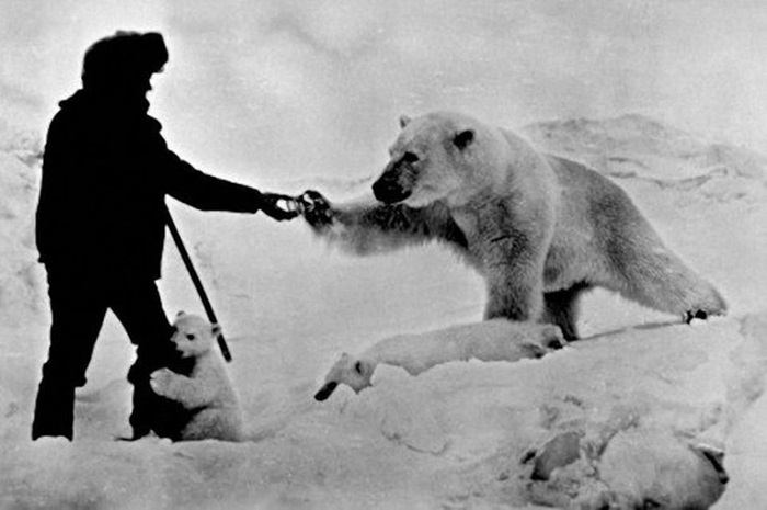 Медведям на Крайнем Севере 1970-х жилось явно комфортнее, чем людям. /Фото: vk.com