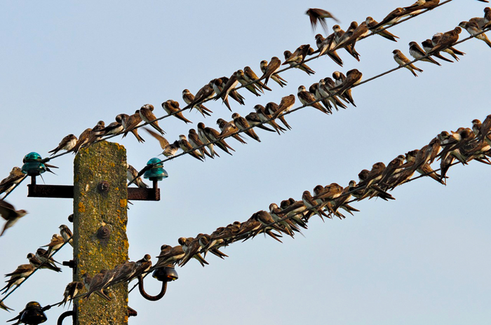 Мы не может безопасно касаться проводов, а птицы - запросто. /Фото: fishki.net