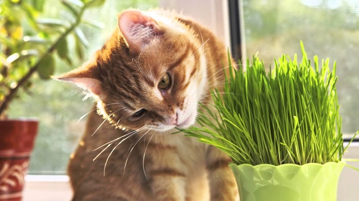 Котики едят траву, потому что полезно, но иногда всё-таки промахиваются. /Фото: naked-science.ru