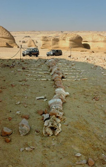 Один из скелетов, найденных в Долине Китов. Один из скелетов, найденных в Долине Китов.