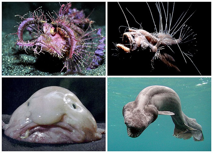Какие только существа не живут в океане. /Фото: livejournal.com