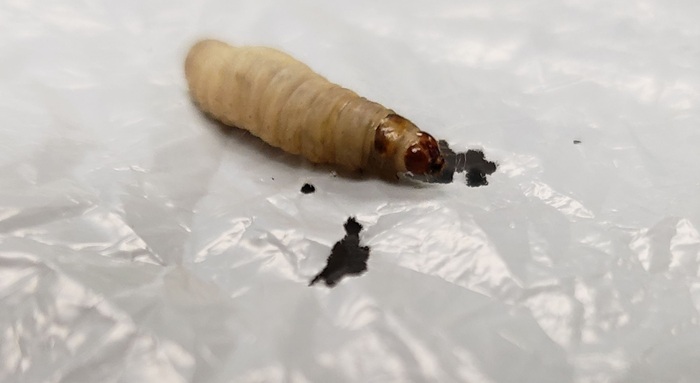 Природа сама создала того, кто может бороться с пластиком. Природа сама создала того, кто может бороться с пластиком.