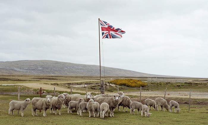 Заморская территория, где овцы отлично себя чувствуют. /Фото: livejournal.com