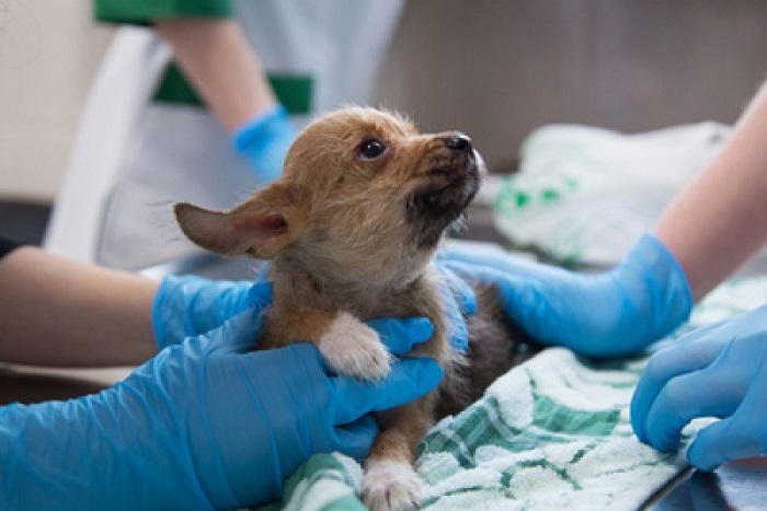 Стерилизация - процесс, который можно провести без родов собаки ранее. /Фото: doctor-veterinar.ru