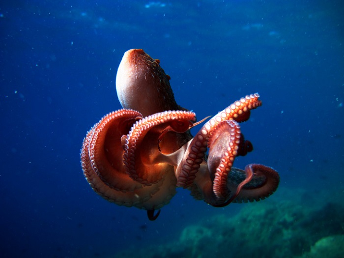 Осьминоги - хамелеоны подводного мира. /Фото: vokrugsveta.ru