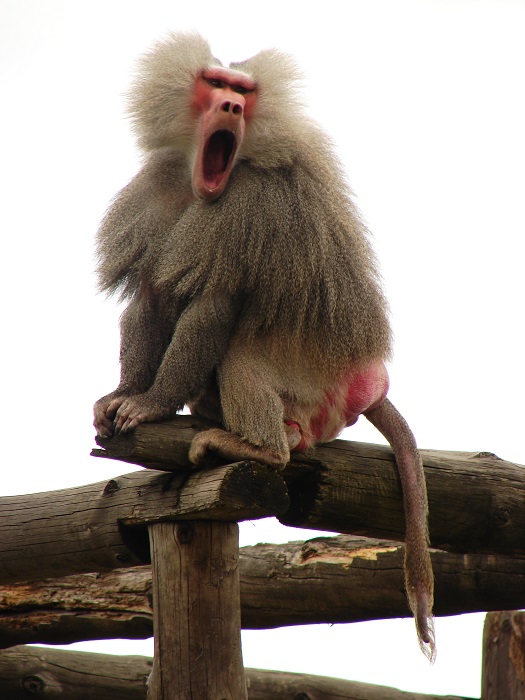 Не только забавный, но и чертовски умный примат. /Фото: wikiquote.org