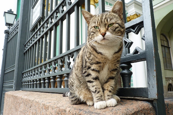 Один из эрмитажных котов в наши дни. /Фото: wikipedia.org