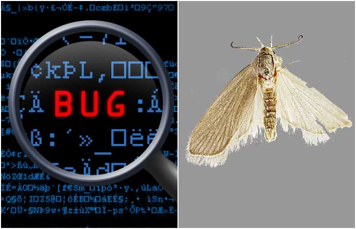 У интернет-терминов нередко бывает занятная история. /Фото: testgrid.io, nhm.ac.uk
