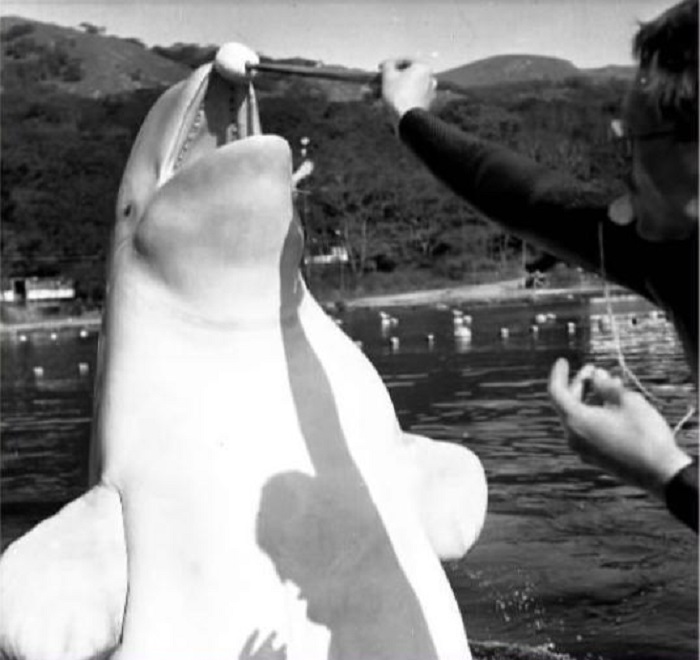 Тренировка белого боевого дельфина в 1980-е гг. в Японском море. /Фото: img-news.vl.ru