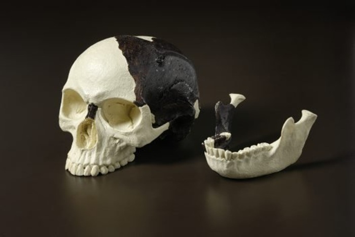 Самый известный случай мистификации в антропологии. /Фото: australian.museum Самый известный случай мистификации в антропологии. /Фото: australian.museum