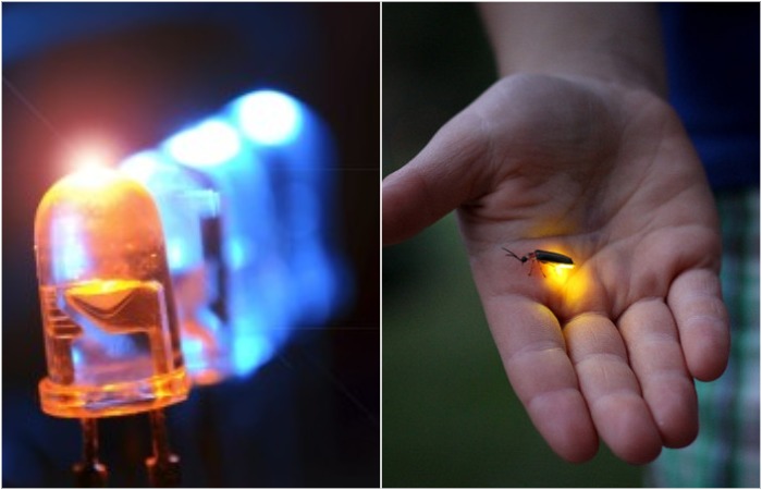 Светлячки помогли сделать светодиоды более мощными. Светлячки помогли сделать светодиоды более мощными.