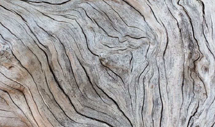 Сухая древесина - источник энергии. /Фото: techcult.ru