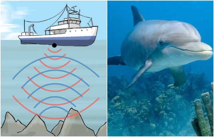 Множество кораблей и жизней остаются в безопасности на море, а всё благодаря опыту китов и дельфинов. Множество кораблей и жизней остаются в безопасности на море, а всё благодаря опыту китов и дельфинов.
