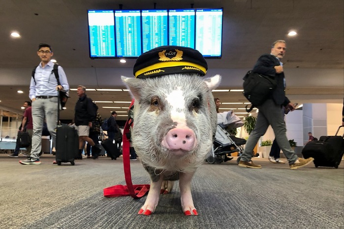 На другом конце планеты тоже есть свинка, которая работает в аэропорту. /Фото: rg.ru