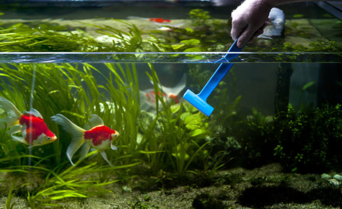 Рыбки будут плавать в чистом аквариуме.  /Фото: rybki.guru