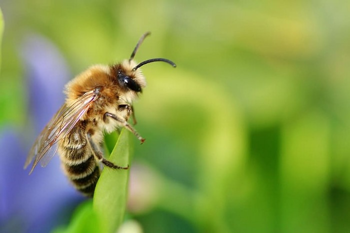 Пчёлки могут скоро исчезнуть. /Фото: miro.medium.com