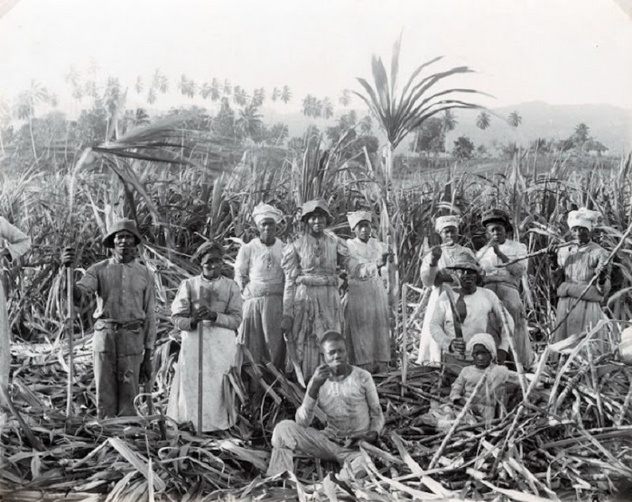 Сахарная плантация на Ямайке. /Фото: produkt.by