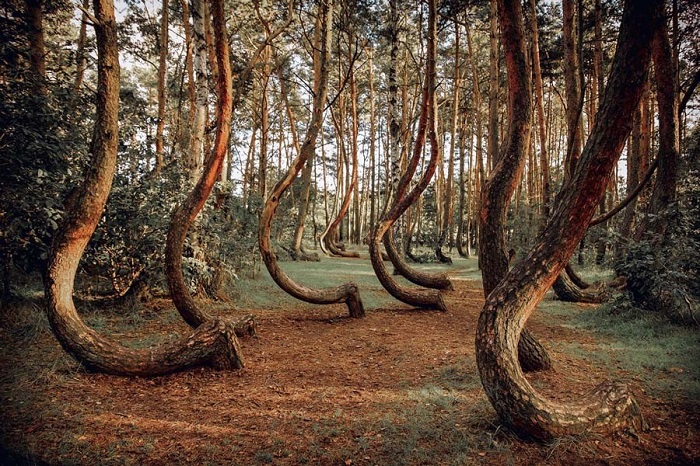 Такая форма деревьев говорит об опасности оползня. /Фото: about-planet.ru
