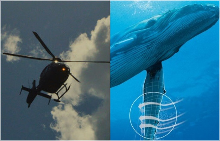 Горбатый кит - неожиданный пример, как модернизировать лопасти вертолёта. Горбатый кит - неожиданный пример, как модернизировать лопасти вертолёта.