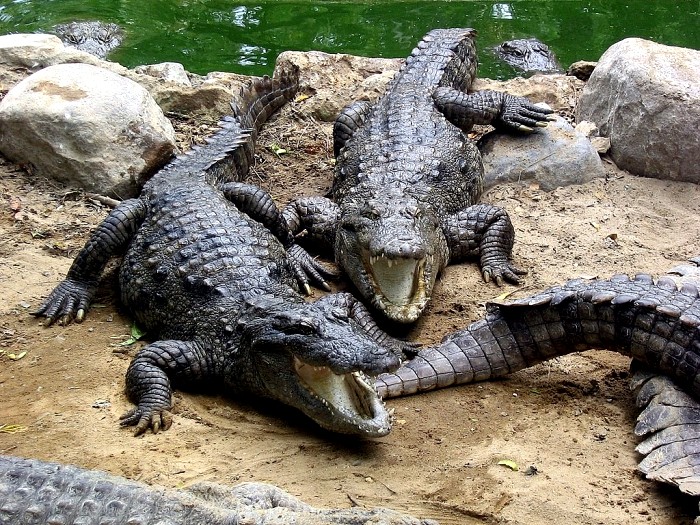 Как живут в таких условиях крокодилы - не совсем понятно. /Фото: 7factov.ru