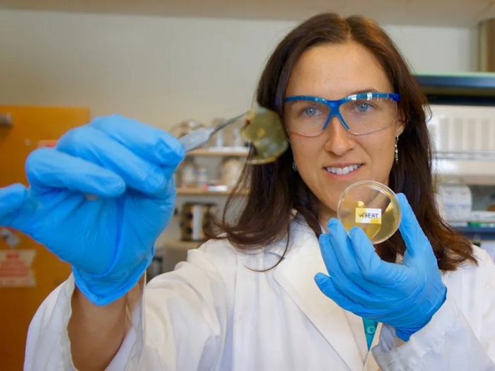 Новый тип биоразлагаемого пластика - из травы и отходов от злаков. /Фото: vancouversun.com