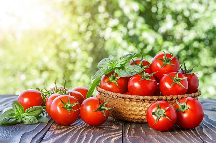 Опасность помидор аналогична с картошкой. /Фото: kbr.by